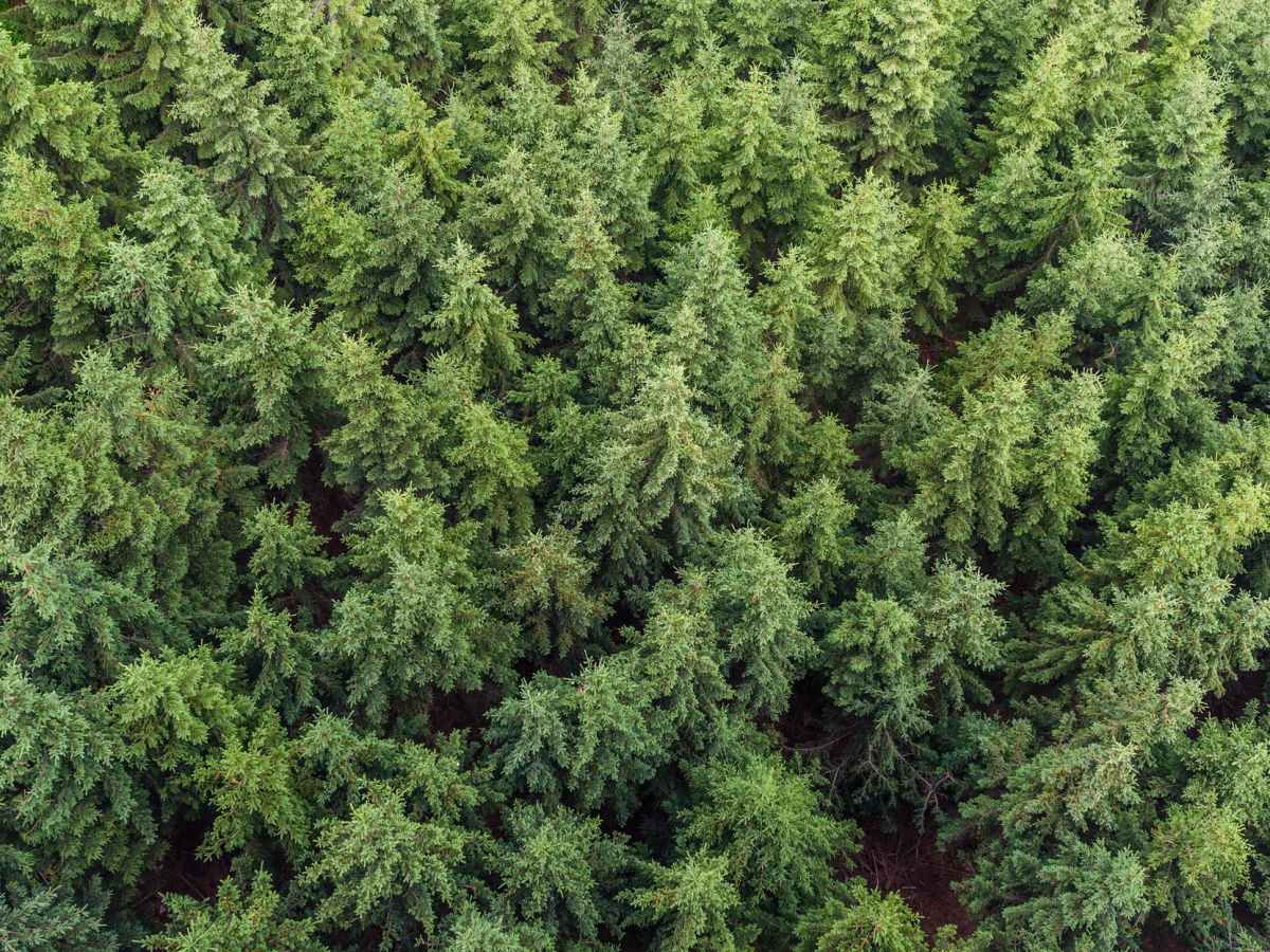 The Largest Living Thing&nbsp;Is…